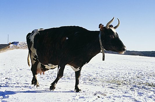 母牛,遮盖,风景