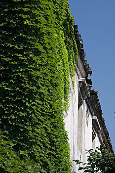 拍摄于亚洲,中国,上海朱家角,爬墙的植物,2005年7月