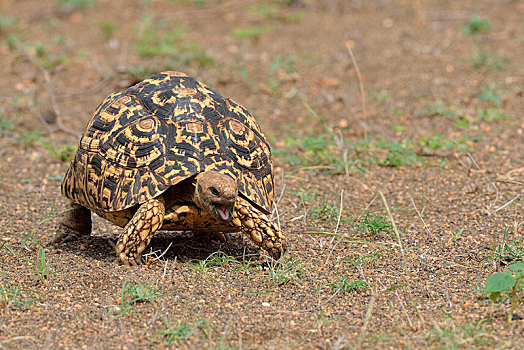 豹纹龟,移动,张嘴,克鲁格国家公园,南非,非洲