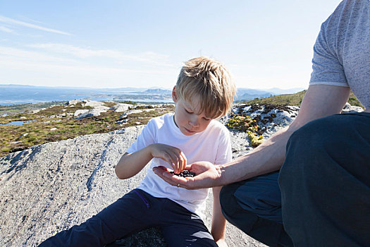 男孩,浆果,手,岩石上,挪威