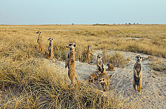 猫鼬,细尾獴属,家庭,马卡迪卡迪盐沼,卡拉哈里沙漠,博茨瓦纳