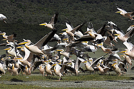 白鹈鹕,群,飞行,生物群,纳库鲁湖,肯尼亚