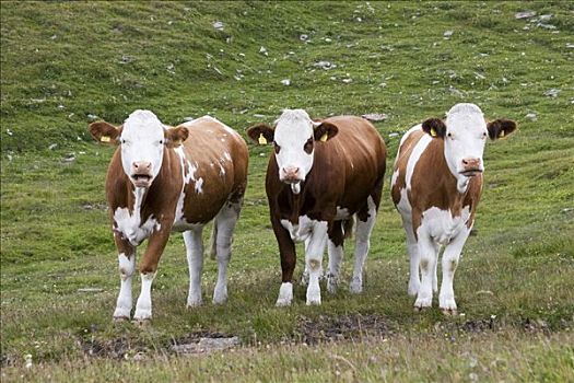 三个,母牛,看,草地,靠近,国家公园,陶安,奥地利