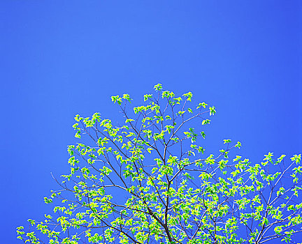 清新,春天,树,蓝天