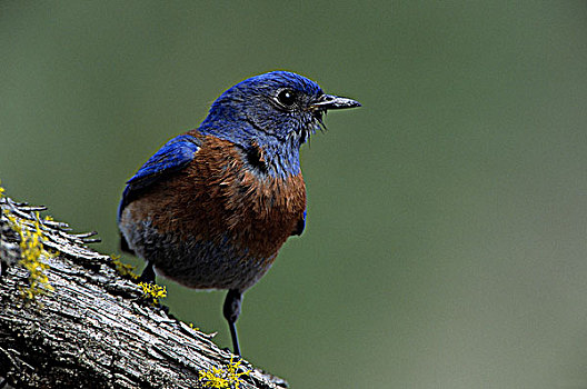 雄性,西部知更鸟,靠近,不列颠哥伦比亚省,加拿大