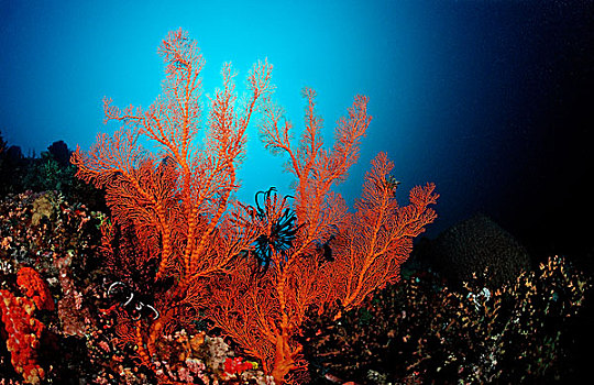 珊瑚礁,四王群岛,伊里安查亚省,西巴布亚,印度尼西亚,东南亚,亚洲