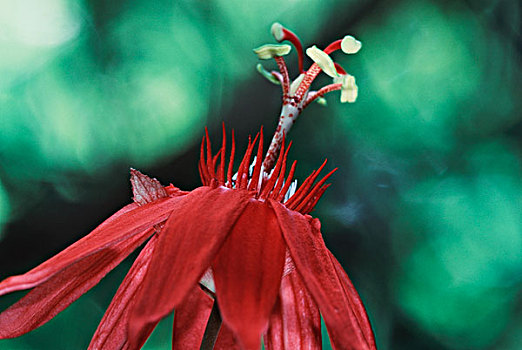 巴拿马,中心,科罗拉多岛,特写,红色,西番莲属,花,大幅,尺寸