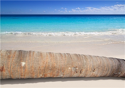 椰树,树干,躺着,青绿色,海滩