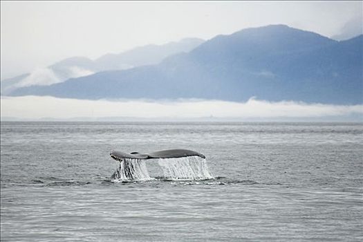驼背鲸,大翅鲸属,鲸鱼,鲸尾叶突,阿拉斯加,美国