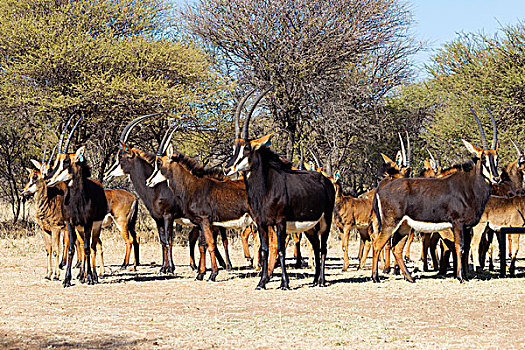 牧群,南非
