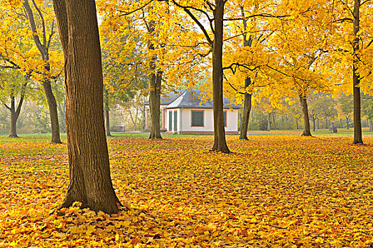 公园,秋天,枫树,巴伐利亚,德国