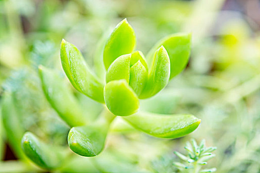 肉质植物