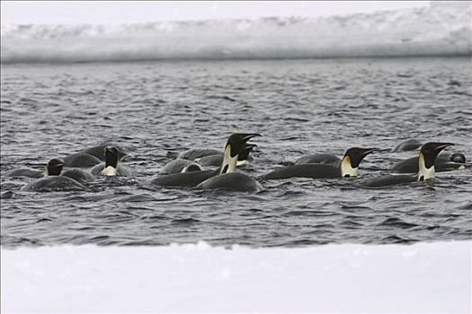 帝企鹅,群,游泳,冰,边缘,罗斯海,南极