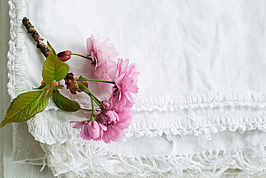 粉色,樱花,折叠,白色,布