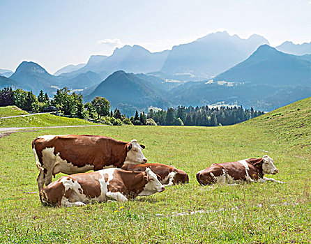 高山,草地,母牛,山景,萨尔茨堡