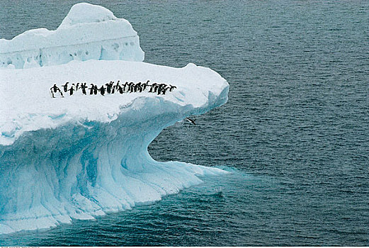 阿德利企鹅,冰山,南极,声音