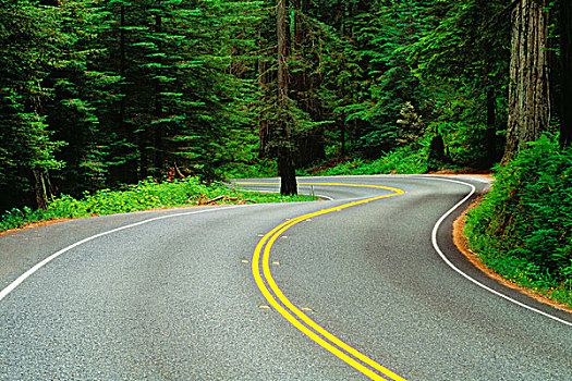 道路,红杉林,杰迪戴亚-史密斯红杉树州立公园,加利福尼亚,美国