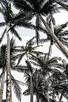 棕榈树,小树林,石垣岛,日本