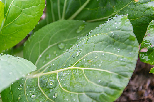 叶子上的雨水