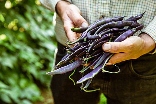 特写,农民,拿着,束,紫色,豆