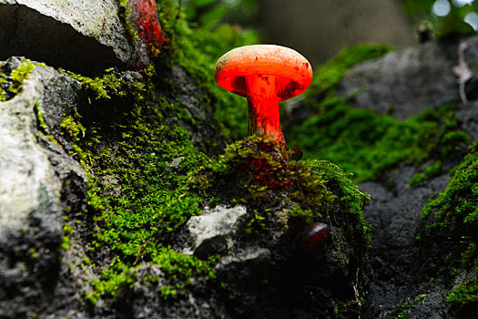 深山蘑菇