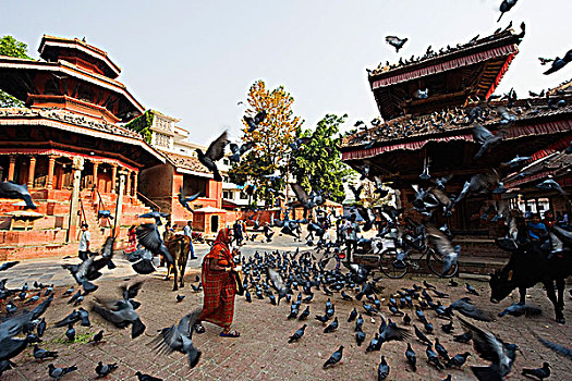 亚洲,尼泊尔,加德满都,加德满都山谷,庙宇,杜巴广场,鸽子