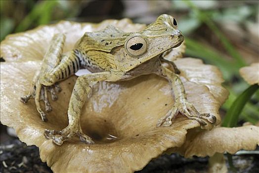 青蛙,菌类,丹浓谷保护区,马来西亚