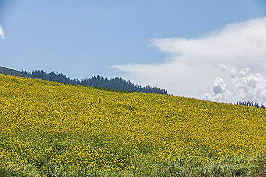 青海祁连县卓尔山美景