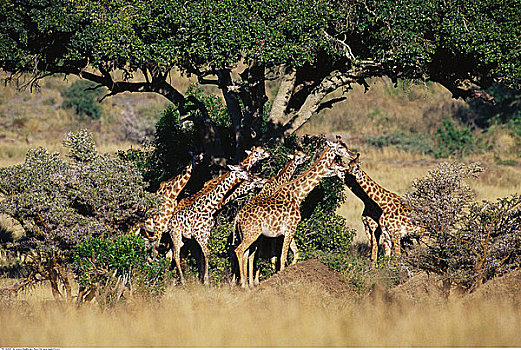 长颈鹿,马赛马拉,肯尼亚