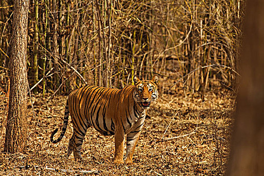 虎,移动,竹林,自然保护区,印度