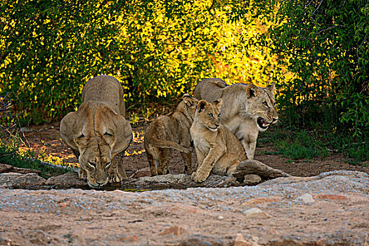 狮子,雌狮,幼兽,四个,水,喝,禁猎区,卡拉哈里沙漠,南非,非洲