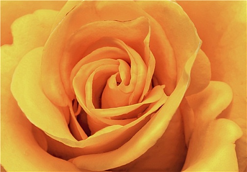 花,漂亮,精美,玫瑰,黄色,特写