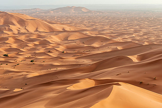驼队,沙丘,沙漠,风景,却比沙丘,梅如卡,撒哈拉沙漠,摩洛哥,非洲