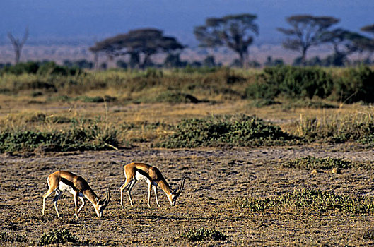 肯尼亚,安伯塞利国家公园,瞪羚