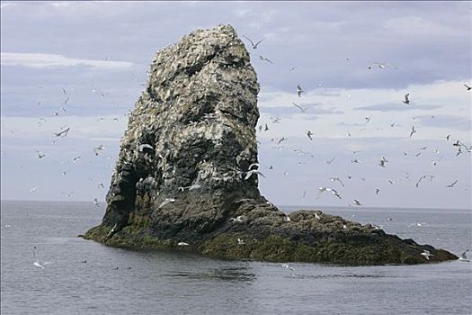 石头,人口稠密,海鸟,卡契马克湾,肯奈半岛,本垒打,阿拉斯加,美国