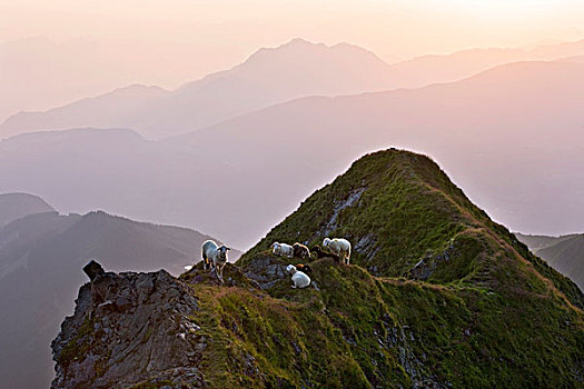 山,绵羊,男式礼服,阿尔卑斯山,提洛尔,奥地利,欧洲