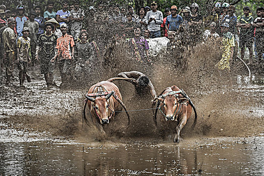 印尼,水田,乡村,传统,节日,围观,奔牛,奔跑