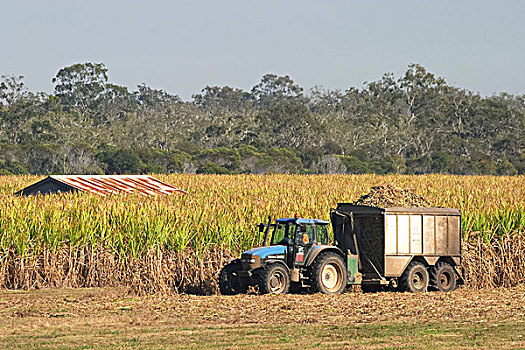 收获,甘蔗,靠近,赫维湾,昆士兰,澳大利亚