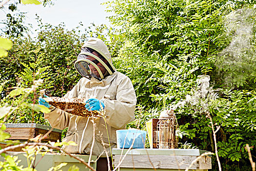 养蜂人,养蜂,套装,脸,保护者,检查,开着,蜂窝