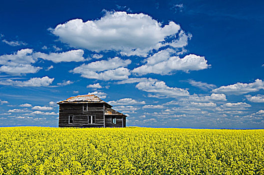 农舍,油菜地,积云,空中,靠近,托奇,萨斯喀彻温,加拿大