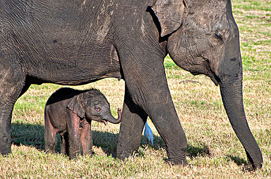 斯里兰卡,国家公园,三个,白天,老,小象