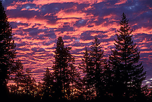 云,上方,树,树林,德斯舒茨国家森林,俄勒冈,美国