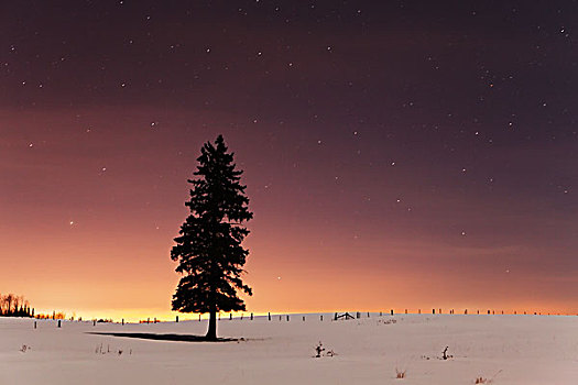星,夜空,孤木,桑德贝,安大略省,加拿大