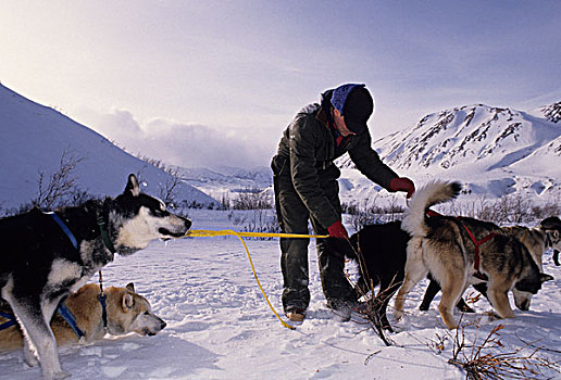 美国,阿拉斯加,雪橇狗,狗拉雪橇,德纳里峰国家公园