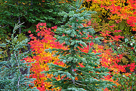 秋天,色彩,藤枫,山,帽子,国家森林,俄勒冈,美国