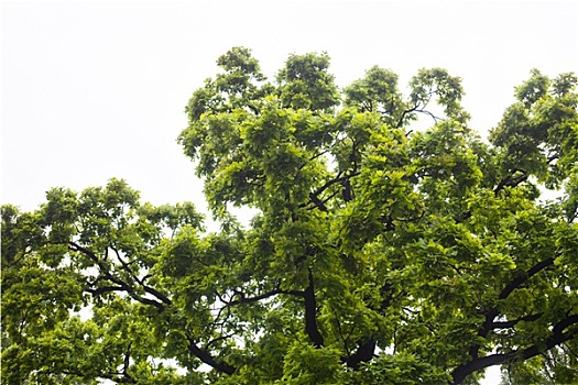 绿色,枝条,橡树,晴空,背景