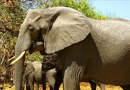 非洲象,放牧,树林,乔贝国家公园,博茨瓦纳