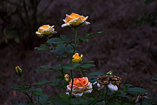 月季花,美丽月季,美艳月季花