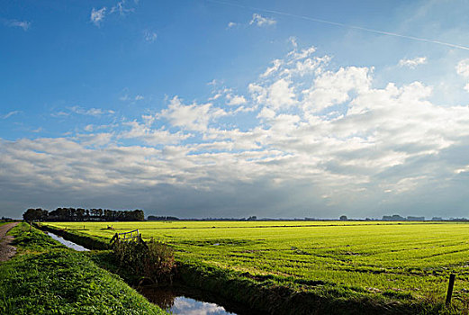 草场,弗里斯兰省,荷兰