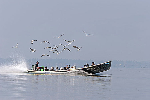 出租车,船,茵莱湖,海鸥,掸邦,缅甸,亚洲